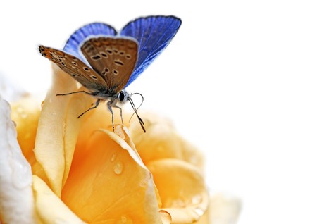 7995882 - butterfly on flower isolated on white background
