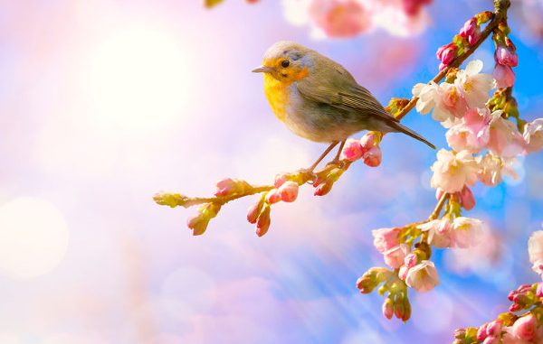 lente